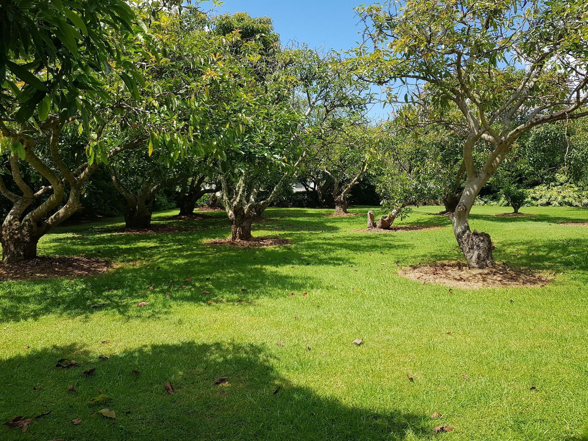 Camelot cabañas Mount Tamborine Exterior foto